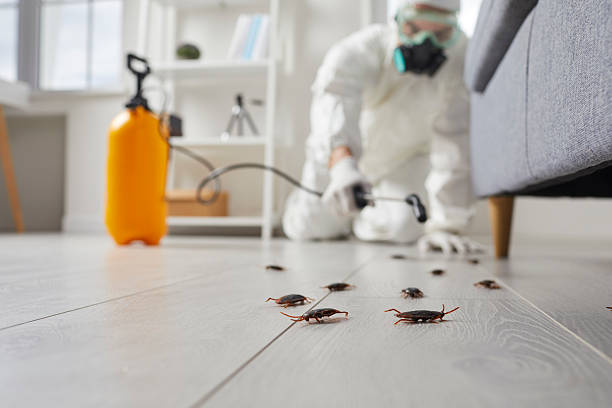 Post-Treatment Bed Bug Interceptor Monitoring in Wortham